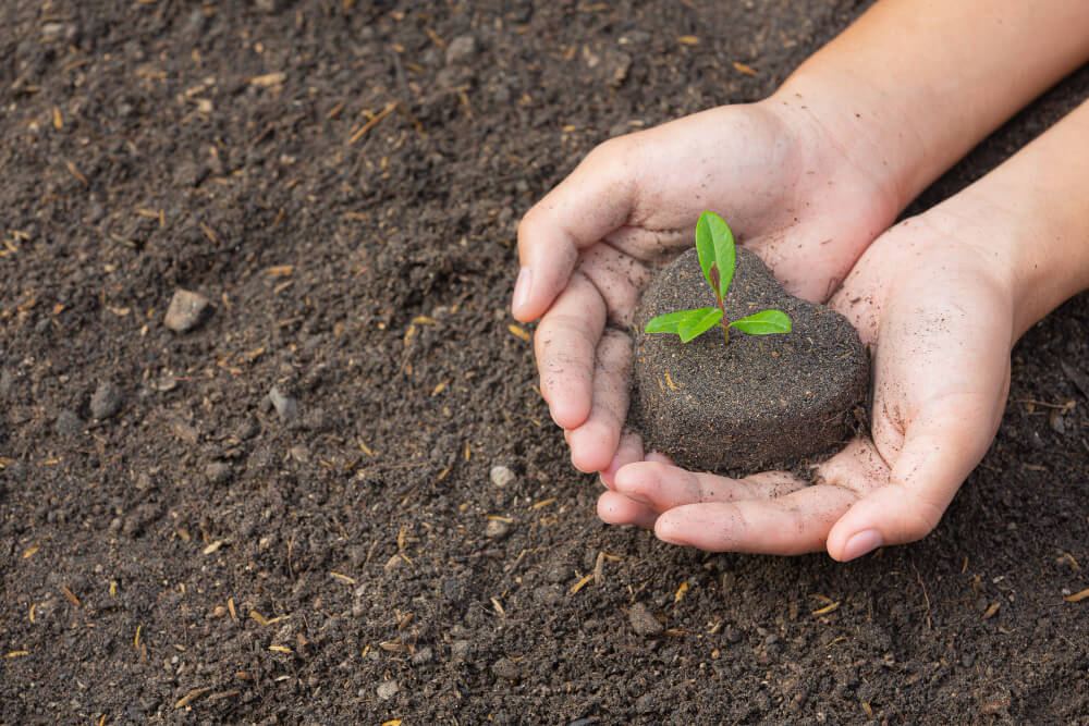 plant on hand